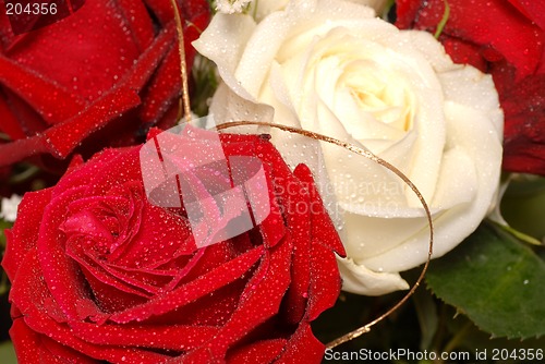 Image of Red and white roses covered with dew