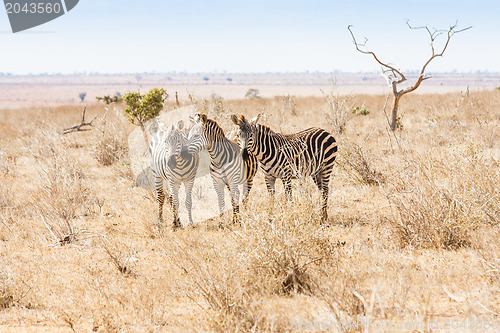 Image of Zebras looking to the camera