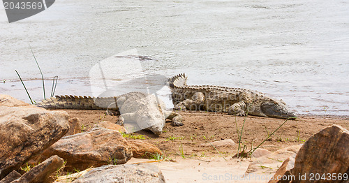 Image of Kenian crocodiles