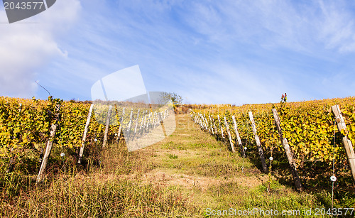 Image of Italian Vineyard