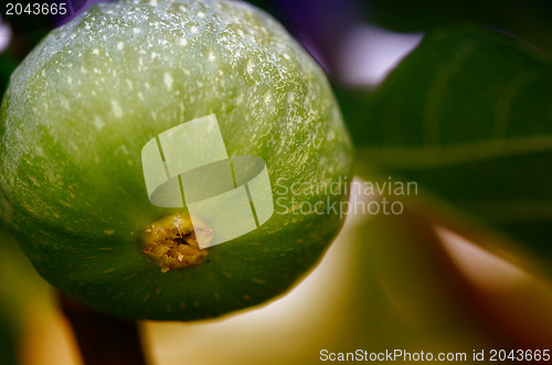 Image of Green Fig on the Tree, Tuscany