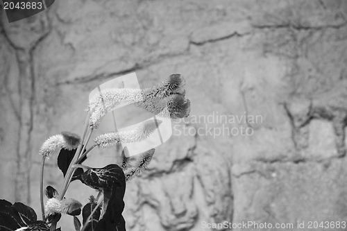 Image of Colorful Violet Flower against a ancient wall background - Italy