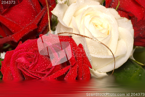 Image of Red and white roses covered with dew in water