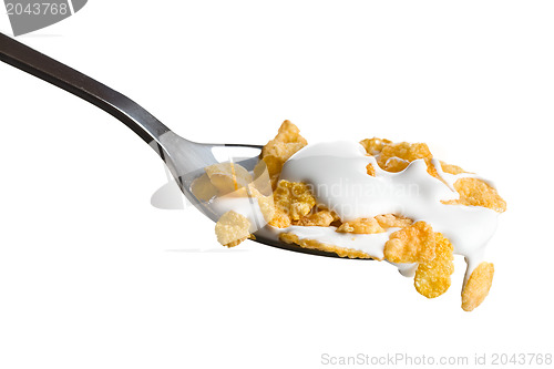Image of cornflakes on the spoon with milk 