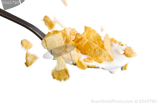 Image of  falling cornflakes on the spoon with milk 