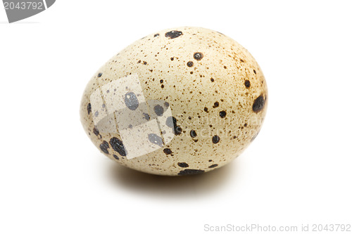 Image of quail egg on white background