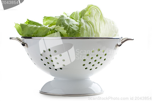 Image of green lettuce in colander