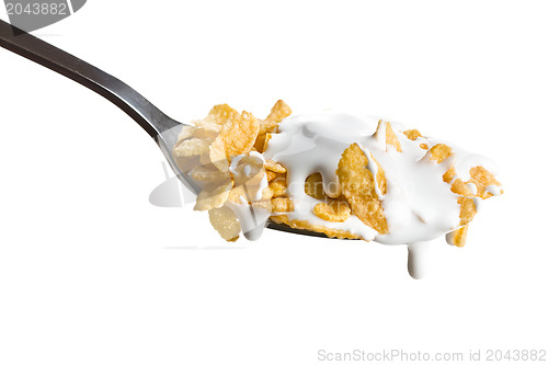 Image of cornflakes on the spoon with milk 