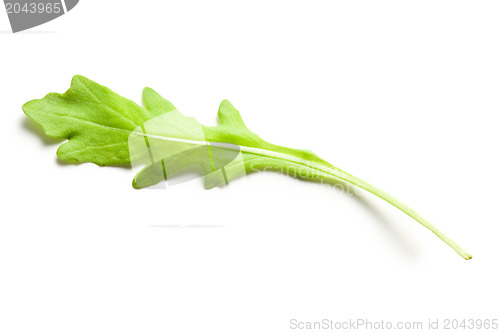 Image of arugula leaves 