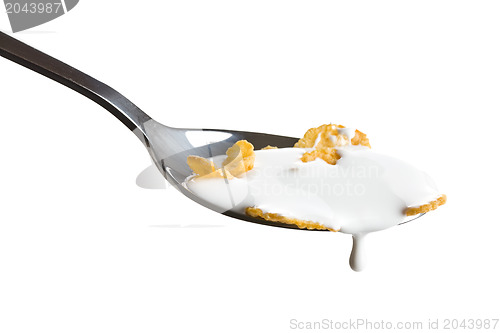 Image of cornflakes on the spoon with milk 