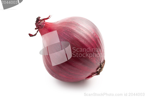 Image of  red onion on white