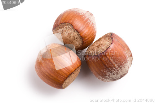 Image of three hazelnuts