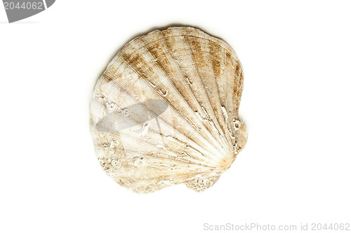 Image of sea shell