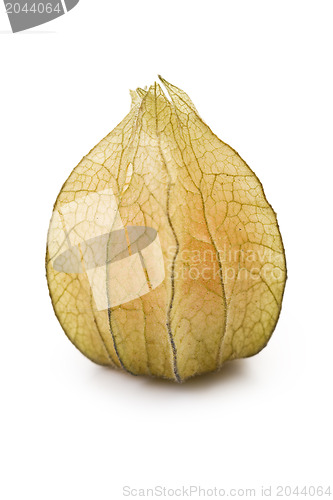 Image of physalis fruit