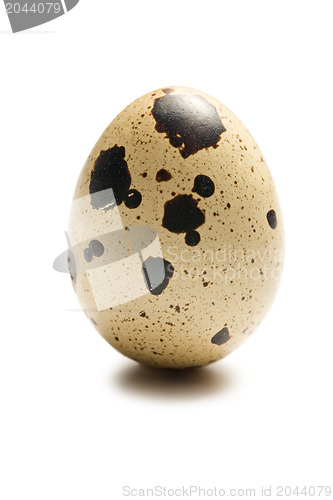 Image of quail egg on white background