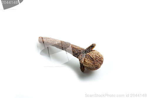 Image of clove on white background