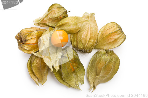 Image of physalis fruit