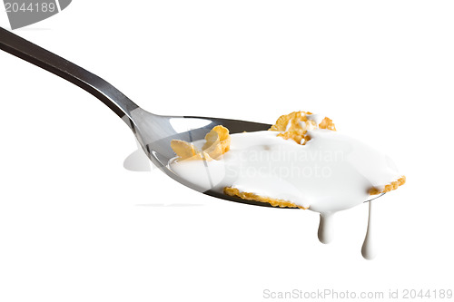 Image of cornflakes on the spoon with milk 