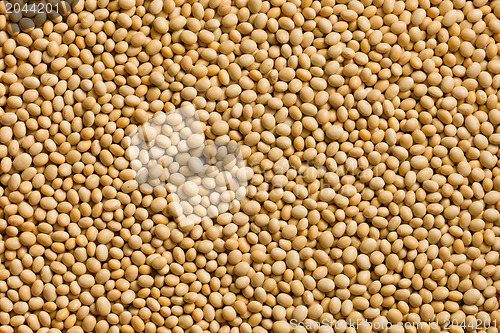 Image of soya beans background