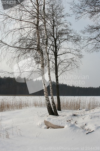 Image of Winter landscape