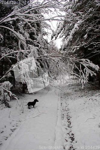 Image of Winter landscape