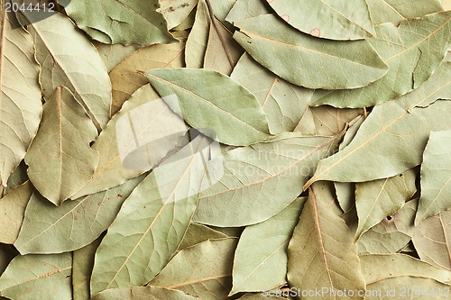 Image of dry bay leaves background