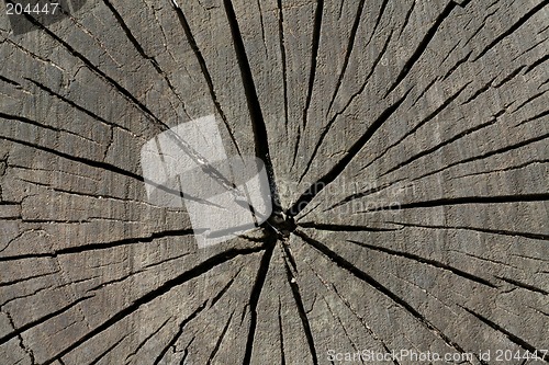 Image of Stump