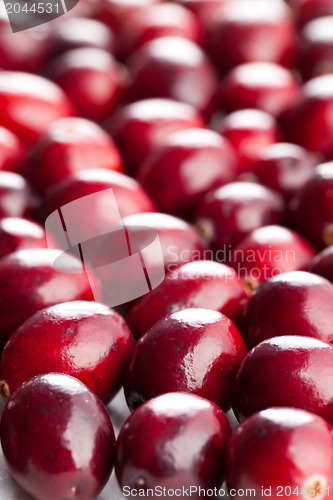 Image of fresh cranberries