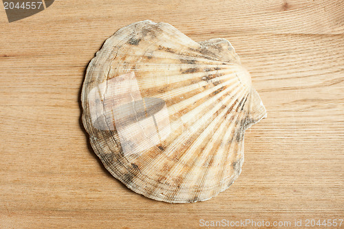 Image of sea shell