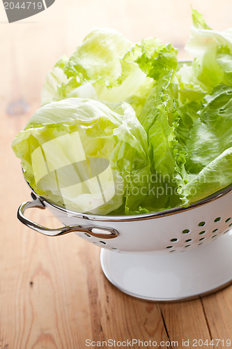 Image of green lettuce in colander