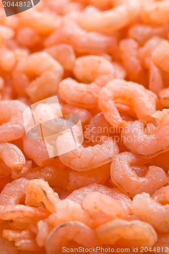 Image of small shrimps