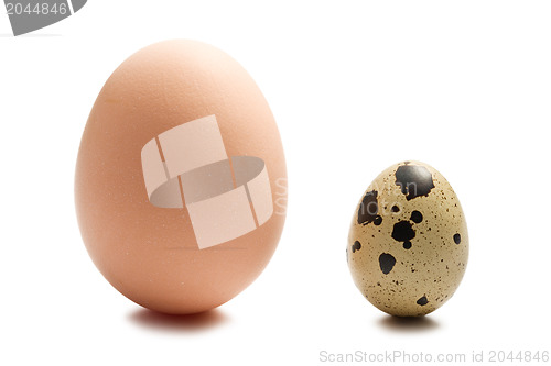 Image of chicken and quail eggs on white background