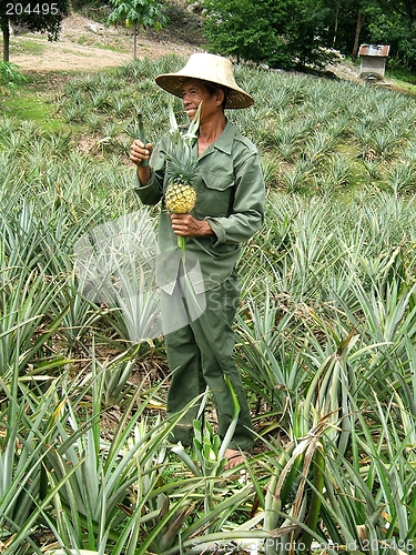 Image of Pineapple worker