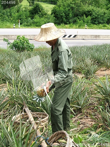 Image of Pineaple worker