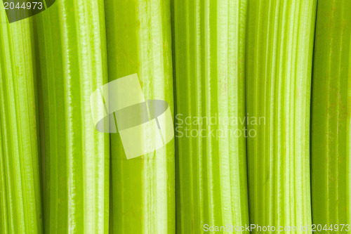 Image of green celery background