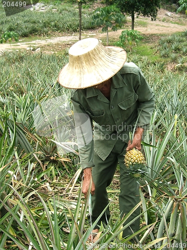 Image of Pineapple field worker
