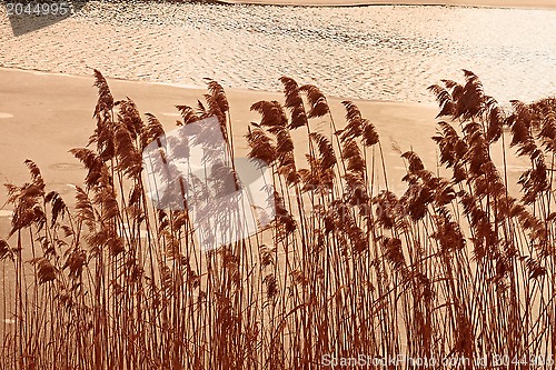 Image of Cane plants above freezing pond
