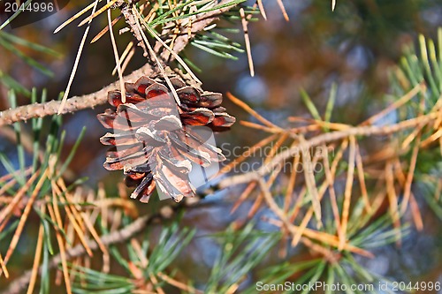 Image of Pine cone hanging on a tree
