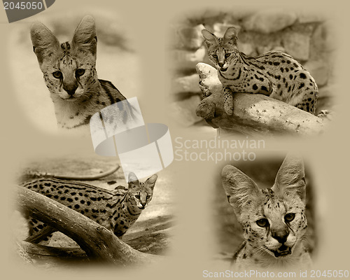 Image of Serval African Wild Cat