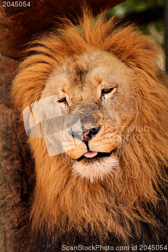 Image of Sleepy Lion Dozing Off