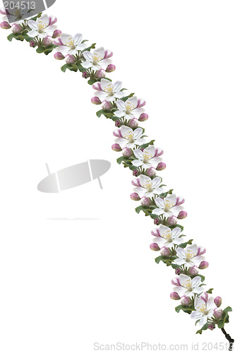 Image of Apple Blossoms