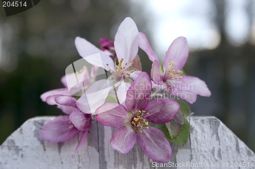 Image of Blossoms on the Fence