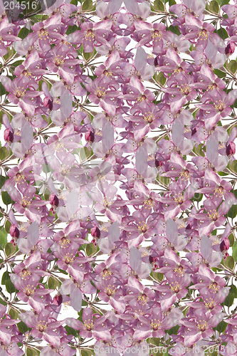 Image of Blossom Background