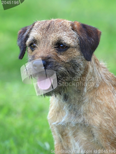 Image of A border terrier