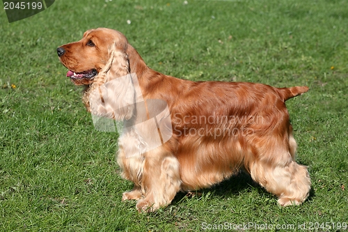 Image of English Cocker Spaniel dog