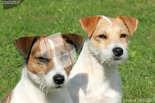 Image of Two Russell Terriers