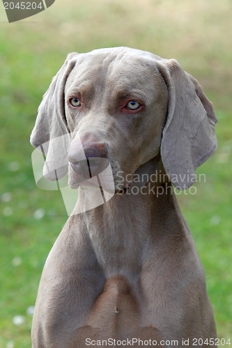 Image of Weimaraner Short-haired dog