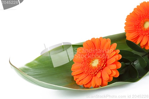 Image of fresh bouquet from orange gerbers