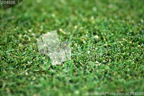 Image of grass