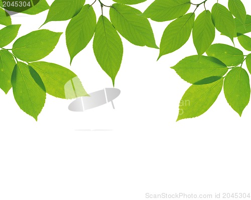 Image of green leaves on white background